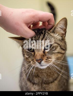 Der Besitzer streichelt Katzenkopf Stockfoto