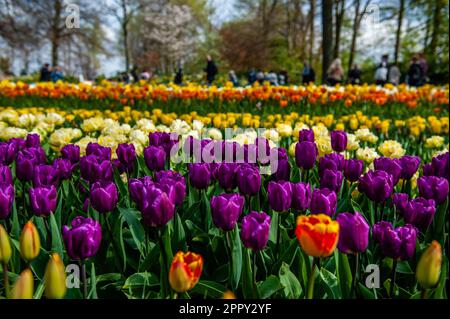 23. April 2023, Lisse, Niederlande: Verschiedene Tulpenarten können entlang des Gartens gesehen werden. Keukenhof ist auch bekannt als der Garten Europas, einer der weltweit größten Blumengärten und befindet sich in Lisse, den Niederlanden. Zusätzlich zu den Millionen Tulpen, Narzissen und Hyazinthen im Park ist die Blume in den Pavillons größer und schöner geworden. Bis zum 14. Mai 2023 werden voraussichtlich weit über 1 Millionen Menschen aus der ganzen Welt die Ausstellung besuchen. Damit leistet der Keukenhof einen wichtigen Beitrag für den niederländischen Tourismus- und Blumenzuchtsektor. (Kreditbild: © Ana Fe Stockfoto