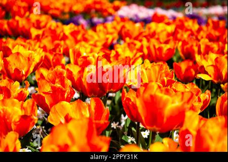 23. April 2023, Lisse, Niederlande: Ein Blick aus der Nähe auf einen Haufen Orangenblumen. Keukenhof ist auch bekannt als der Garten Europas, einer der weltweit größten Blumengärten und befindet sich in Lisse, den Niederlanden. Zusätzlich zu den Millionen Tulpen, Narzissen und Hyazinthen im Park ist die Blume in den Pavillons größer und schöner geworden. Bis zum 14. Mai 2023 werden voraussichtlich weit über 1 Millionen Menschen aus der ganzen Welt die Ausstellung besuchen. Damit leistet der Keukenhof einen wichtigen Beitrag für den niederländischen Tourismus- und Blumenzuchtsektor. (Bild: © Ana Fernandez/SOPA Stockfoto