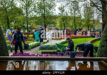 23. April 2023, Lisse, Niederlande: Arbeiter, die arbeiten, während Besucher das gute Wetter genießen. Keukenhof ist auch bekannt als der Garten Europas, einer der weltweit größten Blumengärten und befindet sich in Lisse, den Niederlanden. Zusätzlich zu den Millionen Tulpen, Narzissen und Hyazinthen im Park ist die Blume in den Pavillons größer und schöner geworden. Bis zum 14. Mai 2023 werden voraussichtlich weit über 1 Millionen Menschen aus der ganzen Welt die Ausstellung besuchen. Damit leistet der Keukenhof einen wichtigen Beitrag für den niederländischen Tourismus- und Blumenzuchtsektor. (Kredit Imag Stockfoto