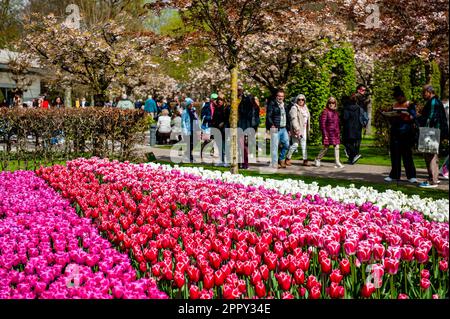 23. April 2023, Lisse, Niederlande: Besucher aus der ganzen Welt werden dabei gesehen, wie sie um die Blumen spazieren. Keukenhof ist auch bekannt als der Garten Europas, einer der weltweit größten Blumengärten und befindet sich in Lisse, den Niederlanden. Zusätzlich zu den Millionen Tulpen, Narzissen und Hyazinthen im Park ist die Blume in den Pavillons größer und schöner geworden. Bis zum 14. Mai 2023 werden voraussichtlich weit über 1 Millionen Menschen aus der ganzen Welt die Ausstellung besuchen. Damit leistet der Keukenhof einen wichtigen Beitrag für den niederländischen Tourismus- und Blumenzuchtsektor. (Kredit I Stockfoto