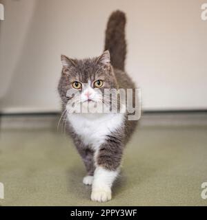 Die Katze läuft auf die Kamera zu Stockfoto