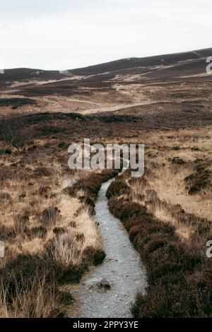 Coire-fhionn Loch - Lost in the Heather (Porträt) Stockfoto