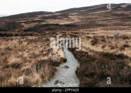 Coire-fhionn Loch - Lost in the Heather (Landschaft) Stockfoto