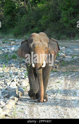 Der Elefanten-Tusker geht im Jim Corbett National Park, Indien, in Richtung Kamera Stockfoto