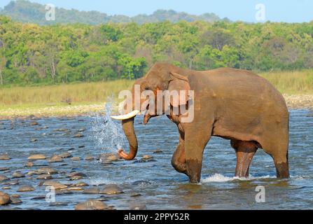 Asiatischer Elefant, der im Wasser des Flusses im Jim Corbett National Park, Indien, badet Stockfoto