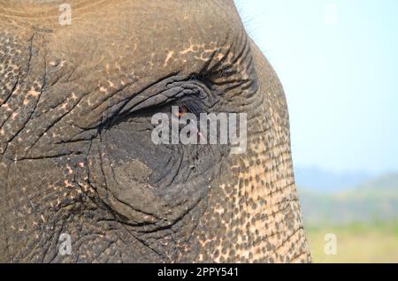 Nahaufnahme eines Elefantenauges Stockfoto