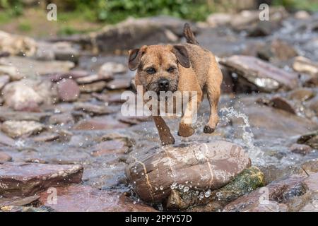 Border Terrier spielt in einem Bach Stockfoto