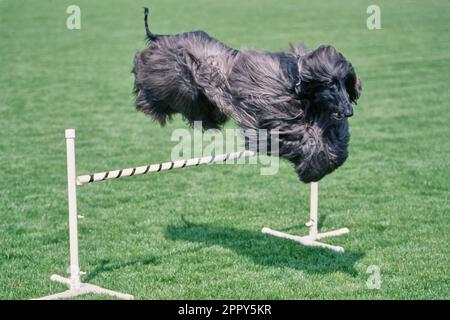 Schwarzer Afghanen, der über die Hürde springt Stockfoto