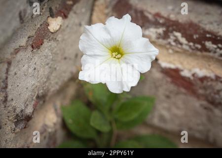 Eine einzelne weiße Petunienblume, die in einer Ecke einer Ziegel- und Betonwand blüht, umgeben von einer natürlichen Umgebung Stockfoto