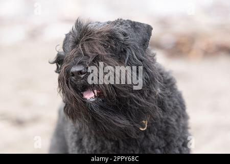 Bouvier des Flandres-Kopfstudie Stockfoto