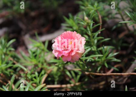 Rote Farbe Wunderschöne Blume Stockfoto