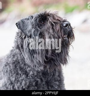 Bouvier des Flandres-Kopfstudie Stockfoto