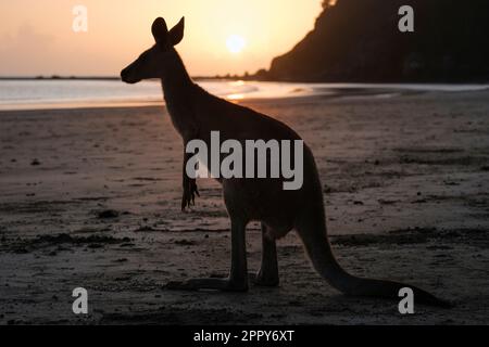 Wallaby am Casuarina Beach bei Sonnenaufgang, Cape Hillsborough National Park, Queensland, Australien Stockfoto