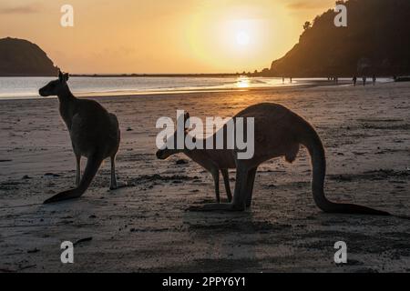 Wallabys füttern bei Sonnenaufgang am Casuarina Beach, Cape Hillsborough National Park, Queensland, Australien Stockfoto