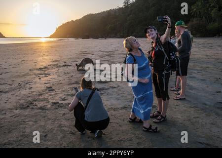 Touristen, die bei Sonnenaufgang am Casuarina Beach, Cape Hillsborough National Park, Queensland, Australien, Seefischen mit Wallabys füttern Stockfoto