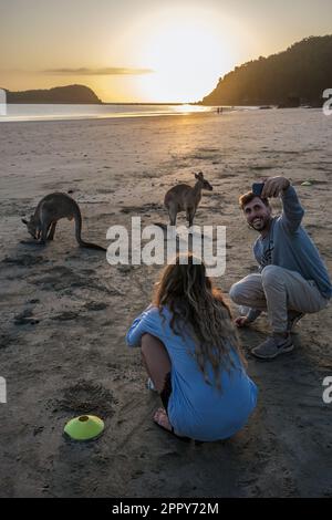 Ein Tourist macht ein Selfie mit Wallabys, die bei Sonnenaufgang am Casuarina Beach, Cape Hillsborough National Park, Queensland, Australien füttern Stockfoto