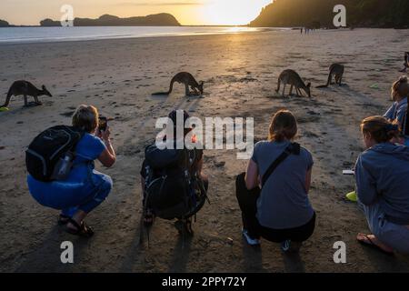 Touristen fotografieren Wallabys, die sich bei Sonnenaufgang am Casuarina Beach, Cape Hillsborough National Park, Queensland, Australien füttern Stockfoto