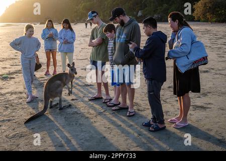 Touristen fotografieren Wallabys, die sich bei Sonnenaufgang am Casuarina Beach, Cape Hillsborough National Park, Queensland, Australien füttern Stockfoto