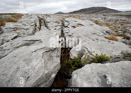 Grikes (offene Risse) und Kränze (flache Felsabschnitte) im Kalksteinpflaster burren National Park burren County clare republic of ireland Stockfoto