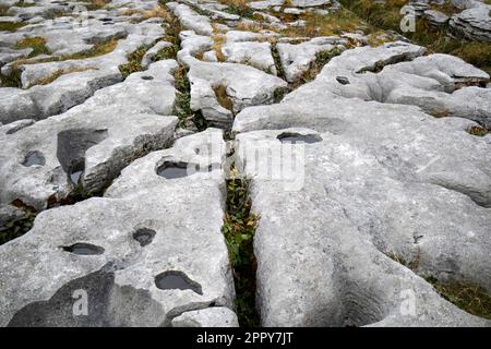 Griffe (offene Risse) und Kränze (flache Felsabschnitte) mit flachen Wasserschüsseln, die den Kalksteinpflaster burren-Nationalpark Erosion Stockfoto