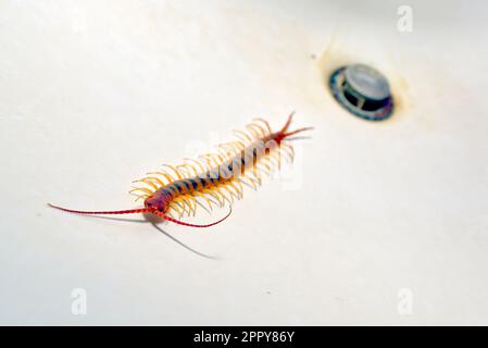 Der Arizona Giant Centipede, Scolopendra Heros, der aus dem Abfluss eines Waschbeckens gekrochen war und nicht entkommen konnte. Stockfoto