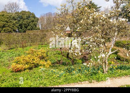 Frühling im Hidcote Manor Garden im Dorf Cotswold in Hidcote Bartrim, Gloucestershire, England Stockfoto