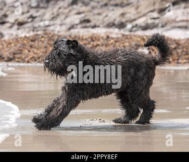 Bouvier des Flandres spielt am Strand Stockfoto