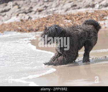 Bouvier des Flandres spielt am Strand Stockfoto