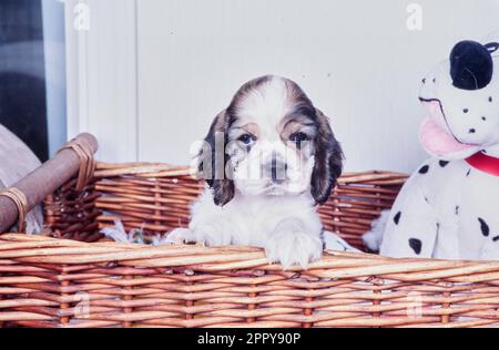 American Cocker Spaniel Hündchen sitzt im Korb mit Hund vor der weißen Wand Stockfoto