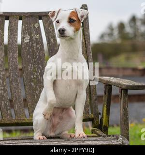 Parson Jack Russell Terrier Stockfoto