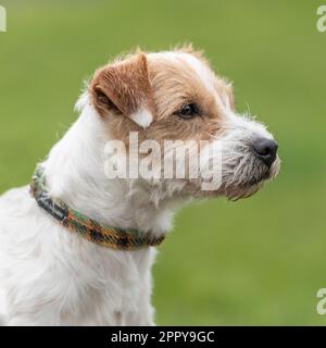 Parson Jack Russell Terrier Stockfoto