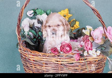 Süßer amerikanischer Cocker Spaniel sitzt im Korb mit Blumen vor der grünen Wand Stockfoto