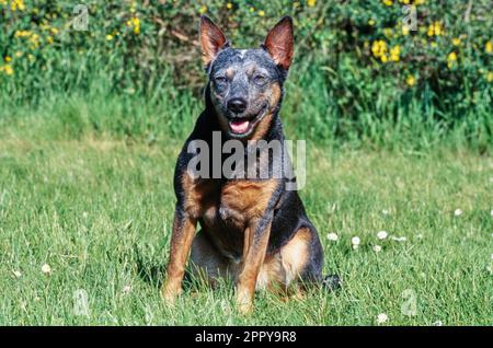 Australischer Rinderhund, der draußen auf einem Wiesenfeld sitzt Stockfoto