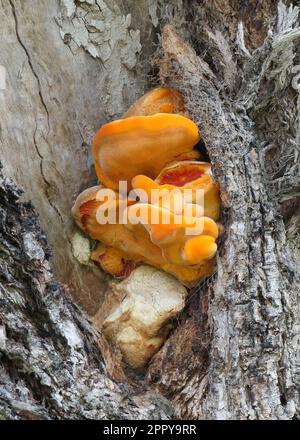 Nahaufnahme eines großen Orangenpilzes, der in einem Baum wächst. Stockfoto