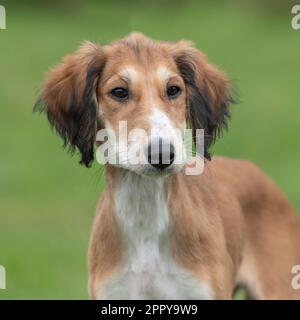 saluki Welpe Stockfoto