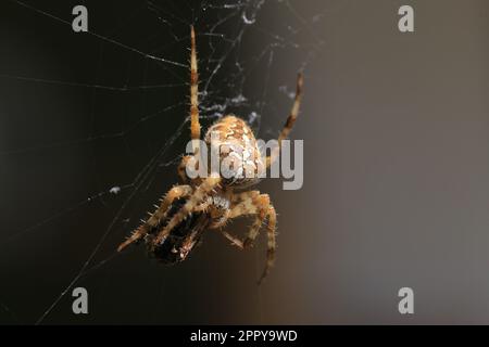 Gartenkreuzspinne (Araneus diadematus) mit Beute Stockfoto