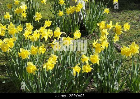 Nahaufnahme einer großen Gruppe von Narzissen, die im Rasen wachsen und blühen. Stockfoto