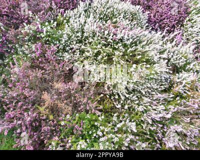 Bildpouvant Servir de Texture ou de toile de Fond Stockfoto