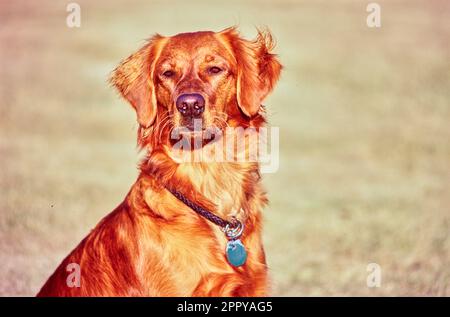 Nahaufnahme von Golden Retriever Face draußen im Feld Stockfoto