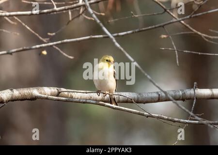Nahaufnahme eines kleinen gelben weiblichen Goldfinkvogel, der auf einem Ast sitzt Stockfoto