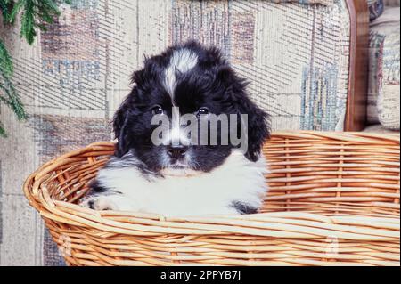 Flauschiges Neufundland, das in einem Korb in der Nähe der Couch sitzt Stockfoto