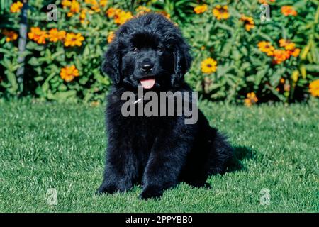 Schwarzer Welpe aus Neufundland, der an sonnigen Tagen vor Orangenblüten im Gras sitzt Stockfoto