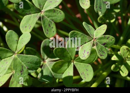Details einiger Blätter einer Wildklee, bekannt als Oxalis pes-caprae, die an einem sonnigen Tag von natürlichem Licht beleuchtet wird Stockfoto