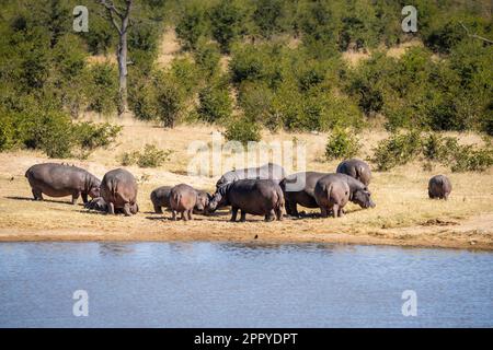 Die Hippo-Kapsel versammelt sich an Land neben dem See und dem Wasser. Hwange-Nationalpark, Simbabwe, Afrika Stockfoto