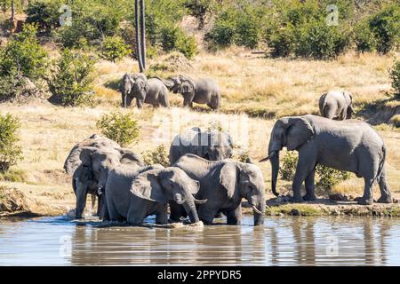 Elefantenbullen, Herde, die in einem See badet. Einige Elefanten sind auf dem Wasser, andere stehen hinter der Gruppe. Hwange-Nationalpark, Simbabwe, Afrika Stockfoto