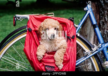 Mini-Pudel-Hündchen in Fahrradtasche Stockfoto