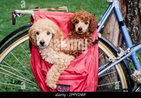 Mini-Pudel-Welpen in einer Fahrradtasche Stockfoto