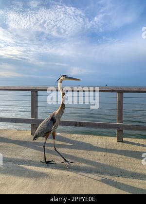 Pelican und Great Blue Heron konkurrieren am Fort Morgan Pier um Essen Stockfoto