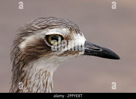 Busch dickes Knie (Burhinus grallarius) Nahaufnahme des Erwachsenenkopfes North Stradbroke Island. Queensland, Australien. März Stockfoto